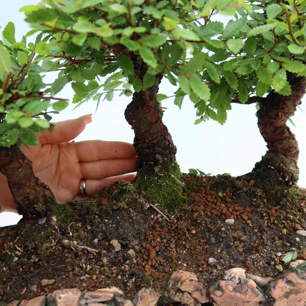 Bonsai ogrodowe – Zelkova – Zelkova NIRE – zagajnik