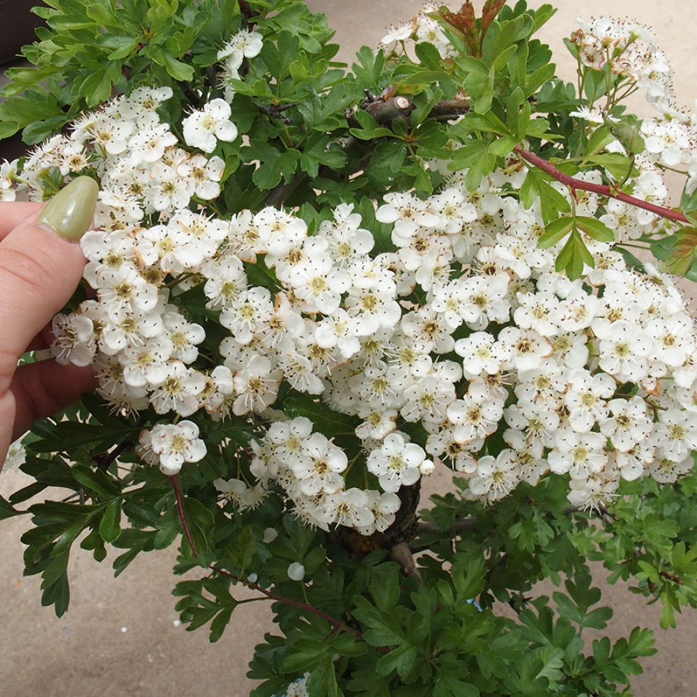 Bonsai zewnętrzne - Głóg - Crataegus monogyna