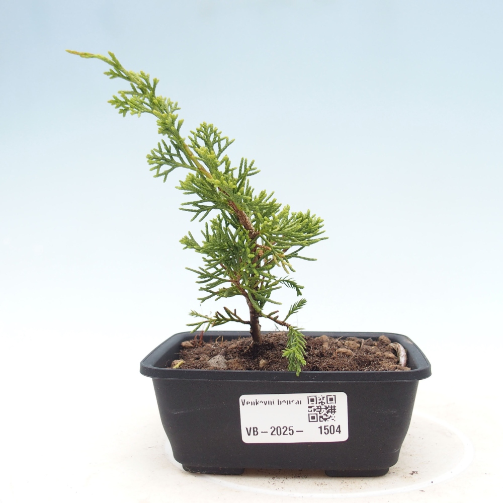Outdoor bonsai - Juniperus chinensis Itoigawa - Jałowiec chiński