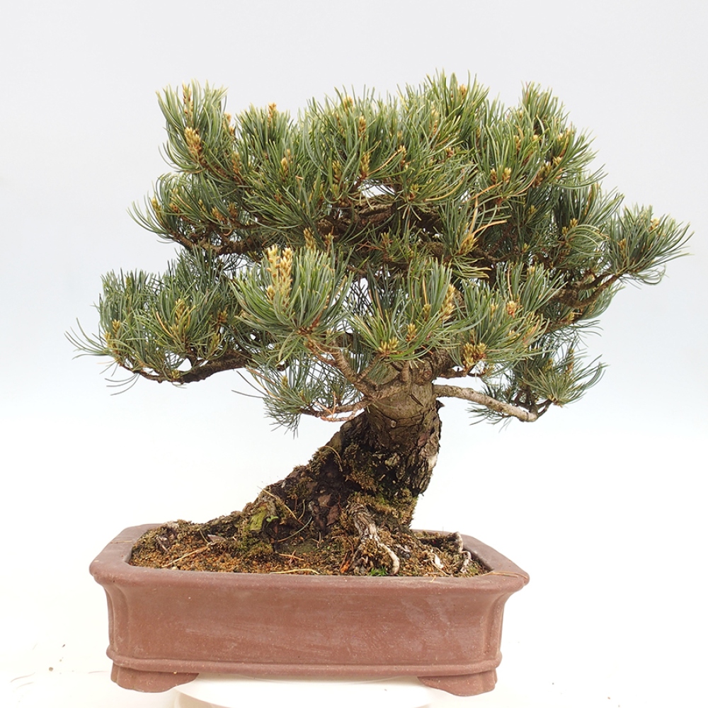 Outdoor bonsai - Pinus parviflora - Pinus parviflora