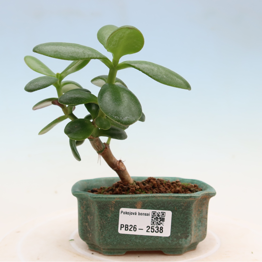 Pokój bonsai - Portulakaria Afra - Tlustice