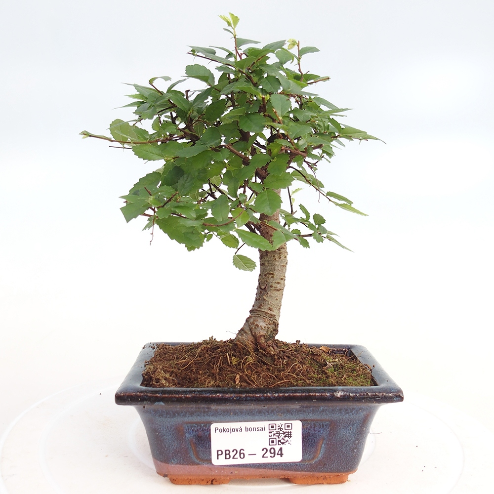 Pokój bonsai - Ulmus parvifolia - Wiąz drobnolistny