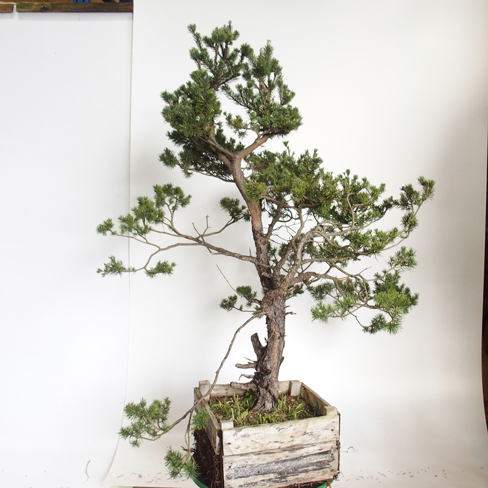 Yamadori - Pinus sylvestris Hiszpania