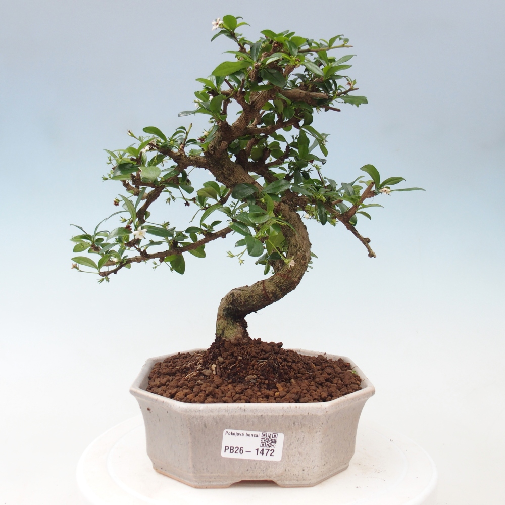Bonsai wewnętrzne - Carmona makrophylla - Herbata Fuki