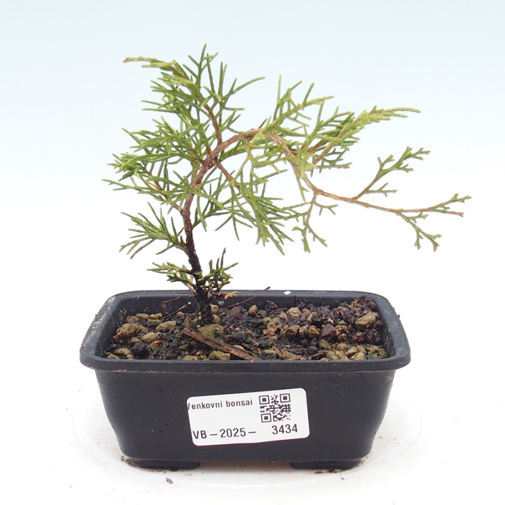Outdoor bonsai - Juniperus chinensis Itoigawa