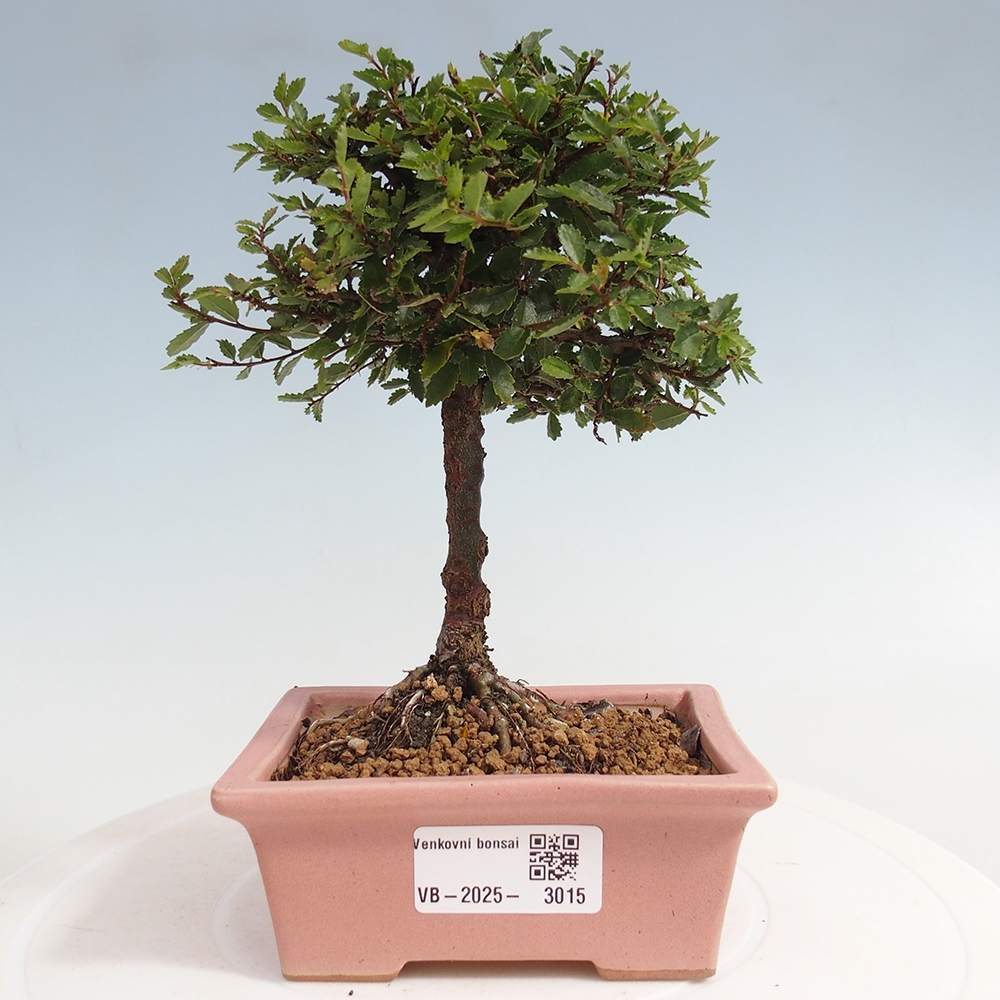 Bonsai zewnętrzne - Ulmus parvifolia Sagei - Wiąz drobnolistny