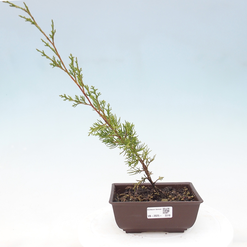 Outdoor bonsai - Juniperus chinensis Itoigawa - Jałowiec chiński