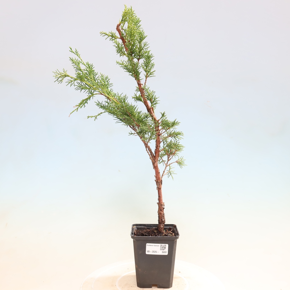 Outdoor bonsai - Juniperus chinensis Kishu