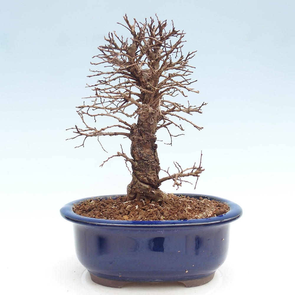 Bonsai zewnętrzne - Zelkova - Zelkova NIRE