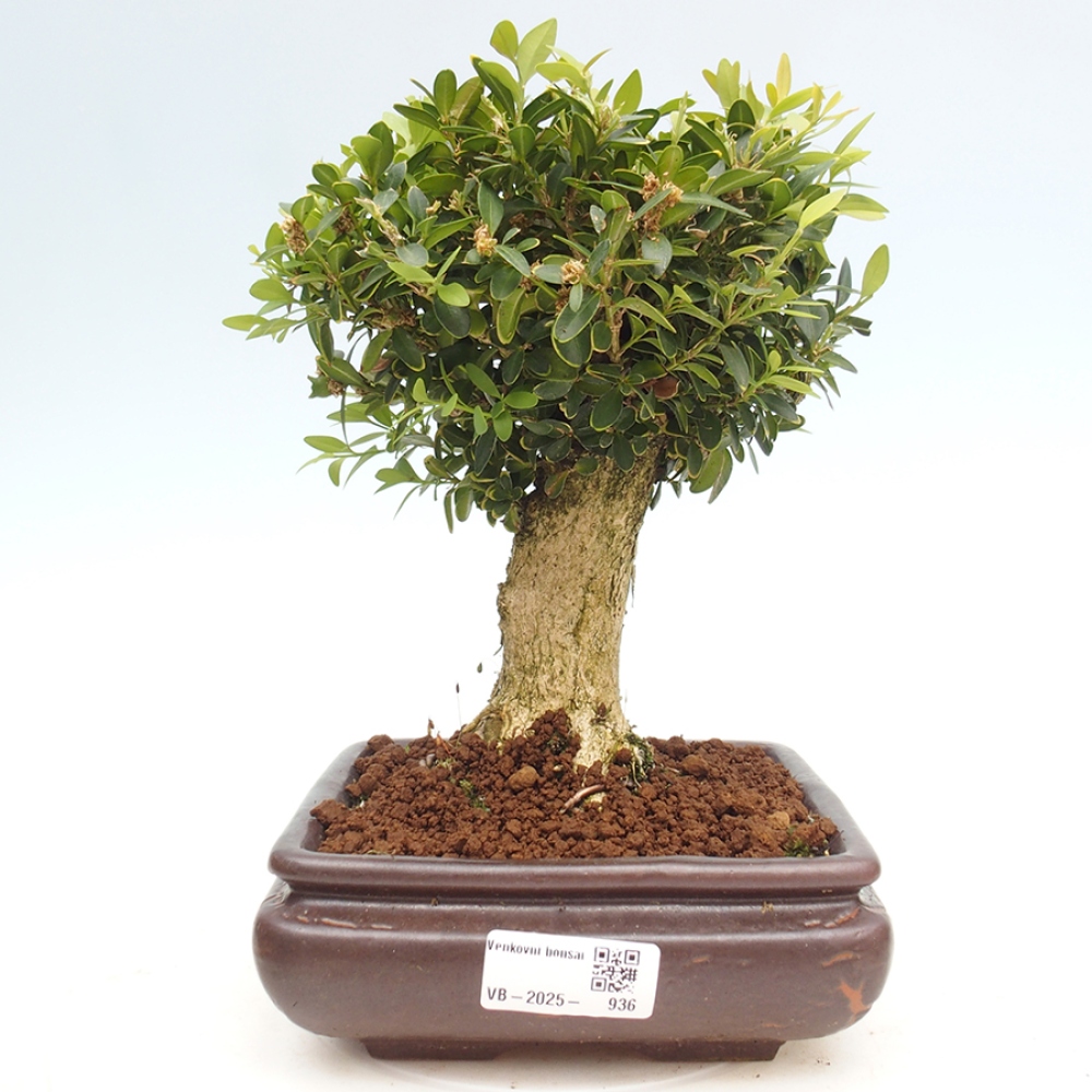 Bonsai ogrodowe - Buxus sempervirens - bukszpan