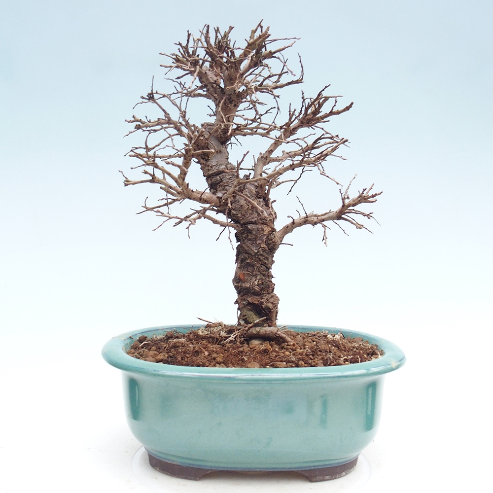 Bonsai zewnętrzne - Zelkova - Zelkova NIRE