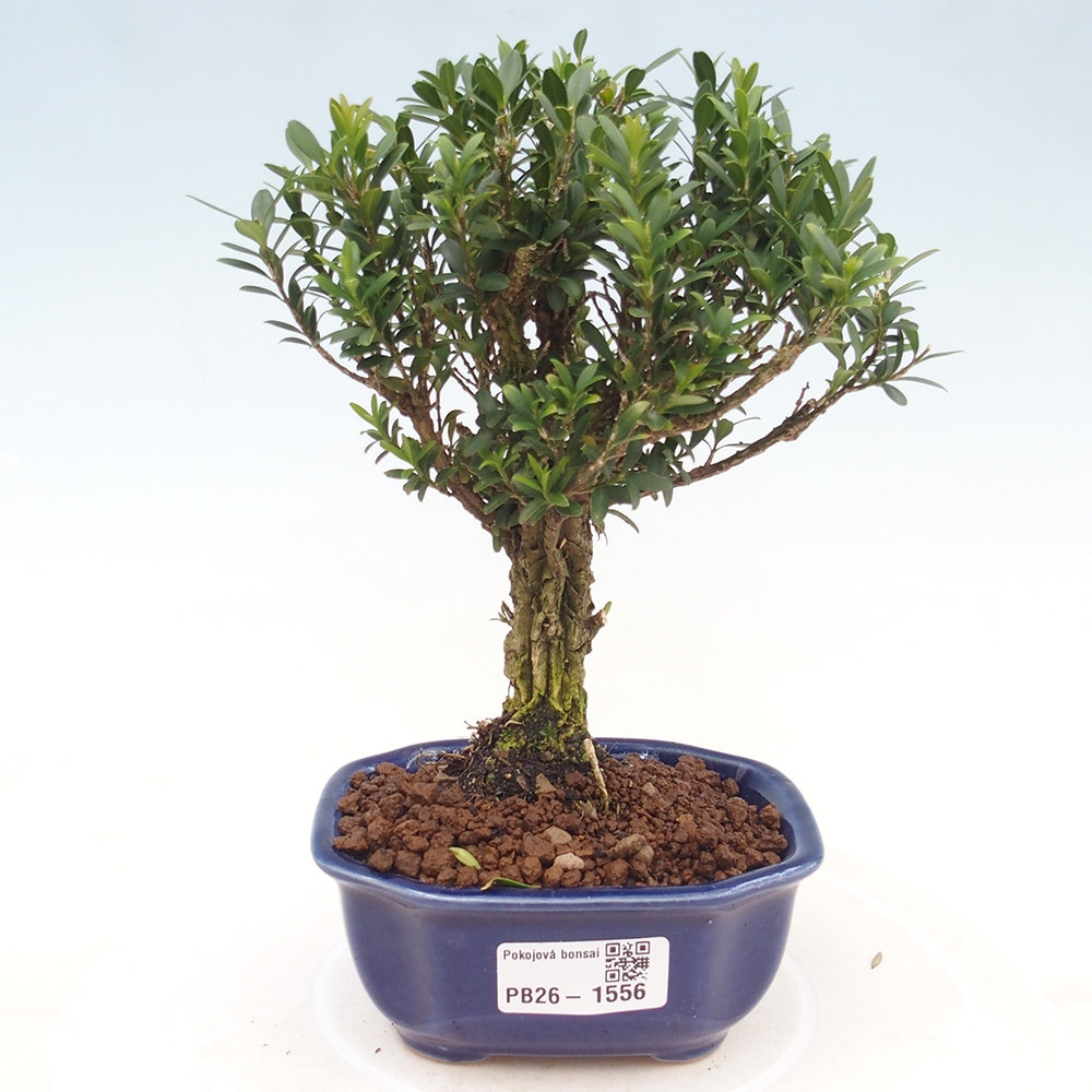 Pokój bonsai - Buxus harlandii - buxus korkowy