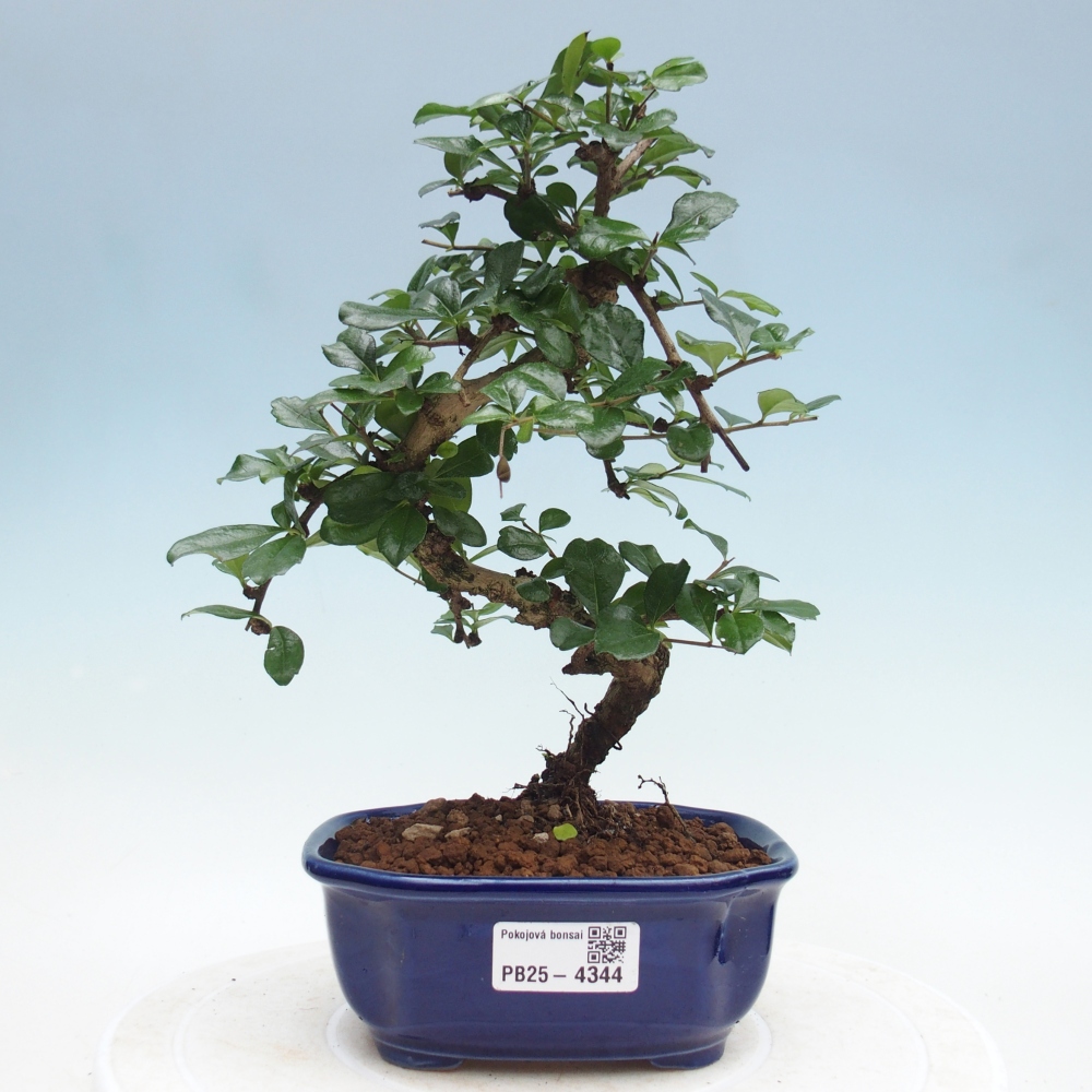 Bonsai pokojowe - Carmona macrophylla - Tea fuki