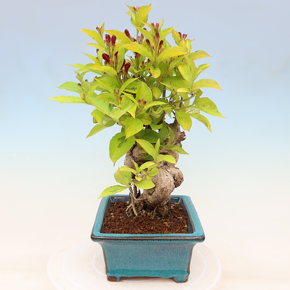 Bonsai ogrodowe – Weigela subsessilis – Weigela koreańska