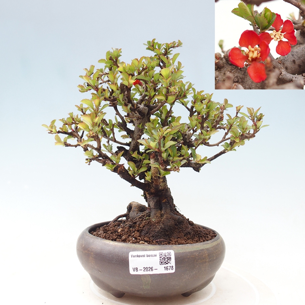 Bonsai zewnętrzne - Chaneomeles speciosa - Pigwa