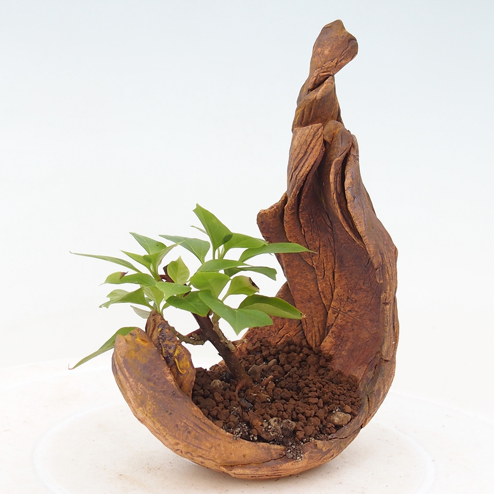 Pokój bonsai - Bouganwilea