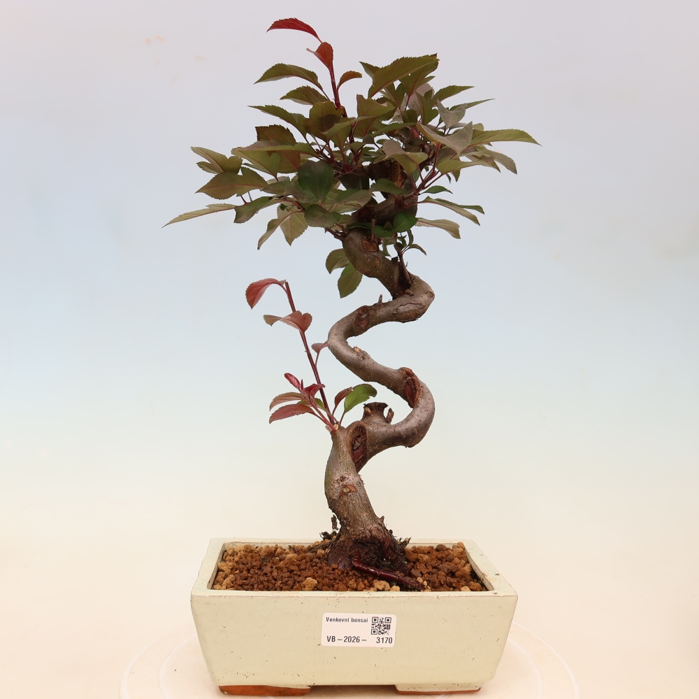 Outdoor bonsai - Malus domestica - Jabłoń czerwonolistna o małych owocach