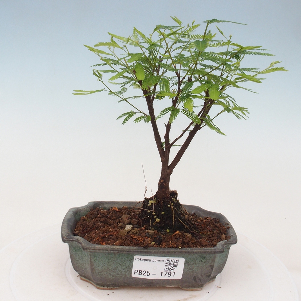 Pokój bonsai-Calliandra surinamensis Dixie Pink - Kaliandra z Surii