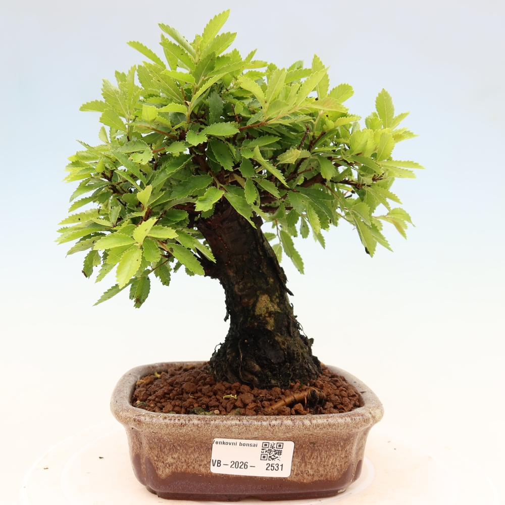 Bonsai zewnętrzne - Zelkova - Zelkova NIRE