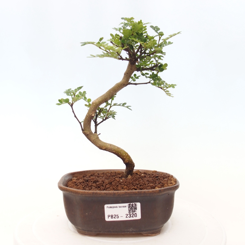 Bonsai do wnętrz - Zantoxylum piperitum - Mięta pieprzowa