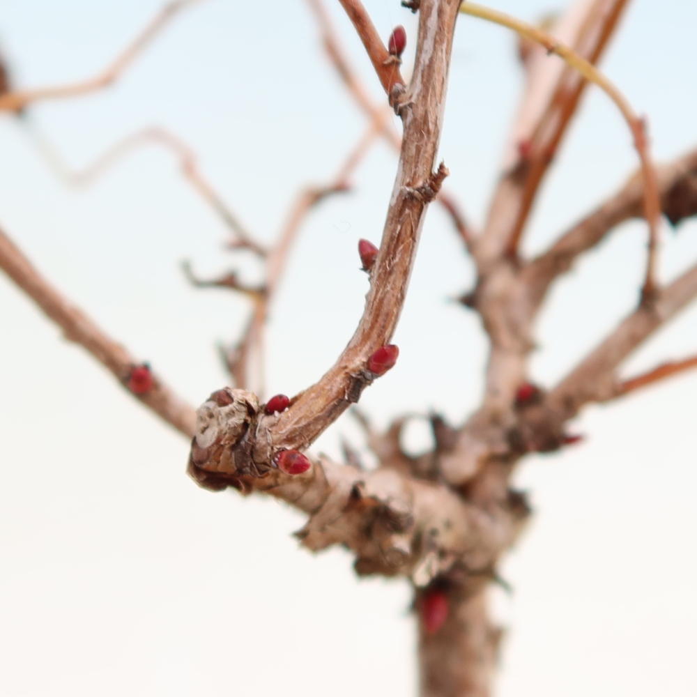 Bonsai ogrodowe – Stephanandra incisa – korona pochyła