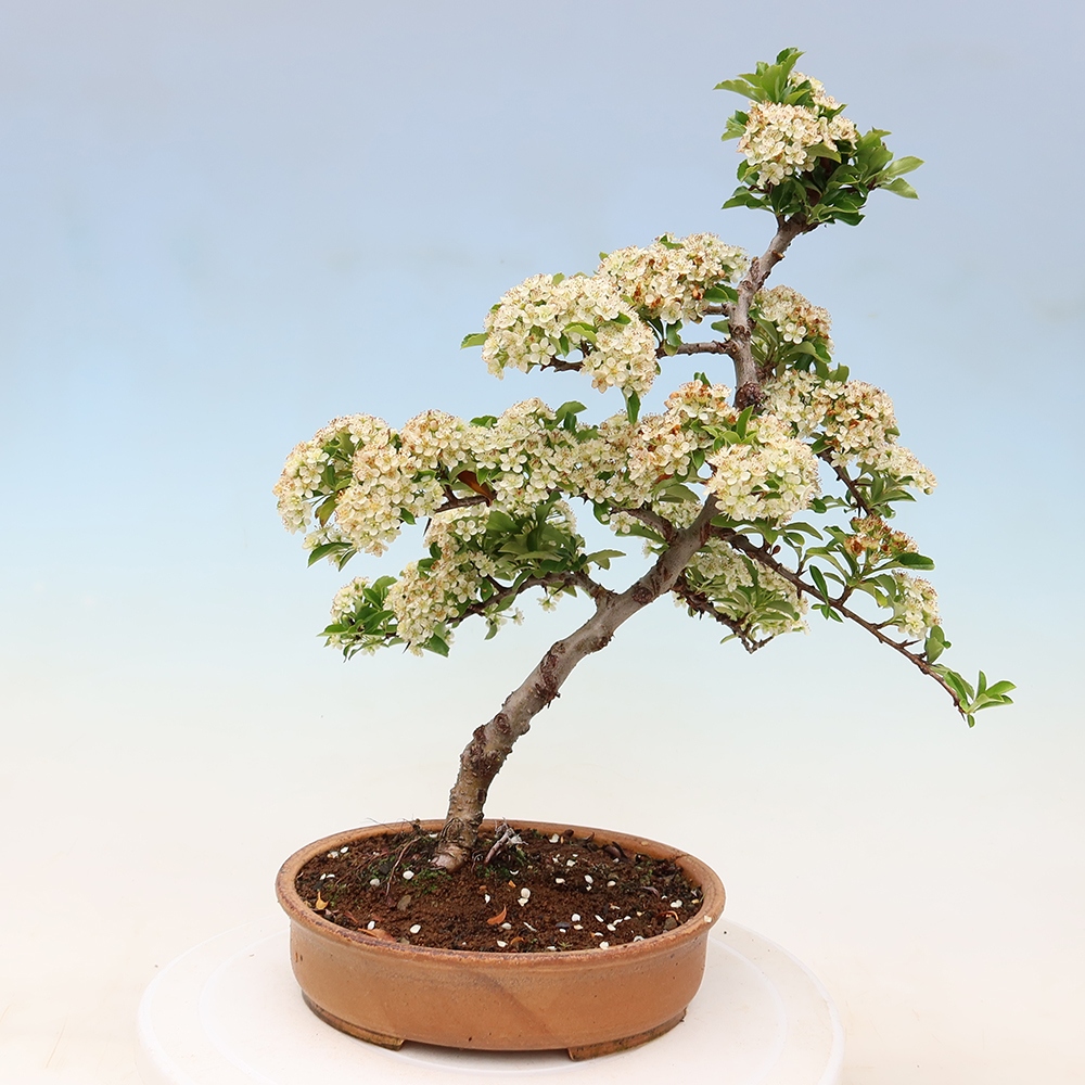 Bonsai ogrodowe – Pyracantha teton – ognik szkarłatny