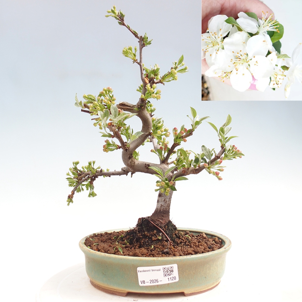 Outdoor bonsai - Malus sargentii - Jabłoń drobnoowocowa