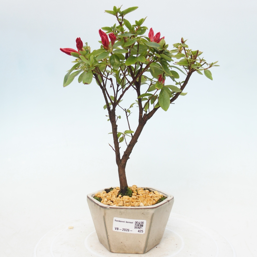Outdoor bonsai - Azalia japońska - Azalea sp.