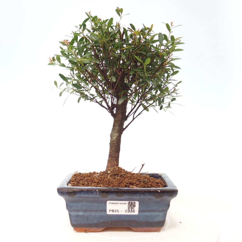 Pokój bonsai - Syzygium - Pimentovník