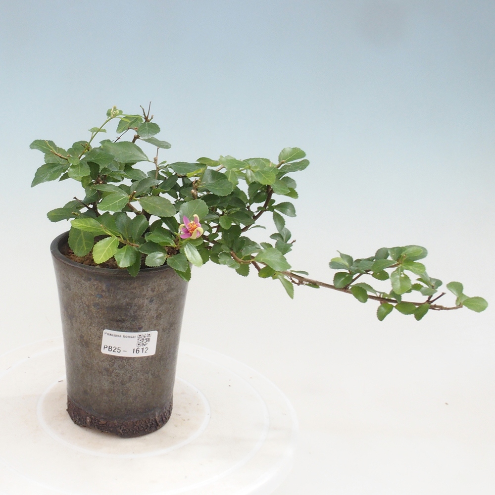 Kryty bonsai - Grewia occidentalis - Lawendowa gwiazda