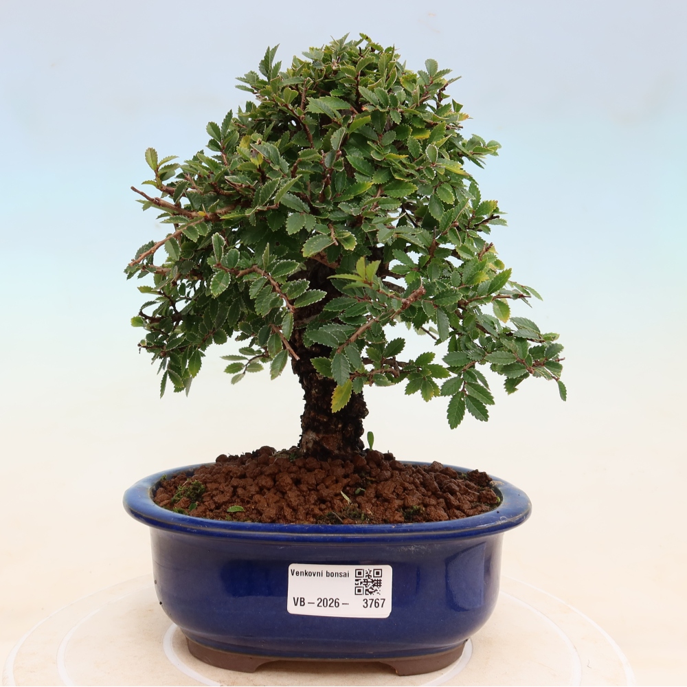 Bonsai zewnętrzne - Zelkova - Zelkova NIRE