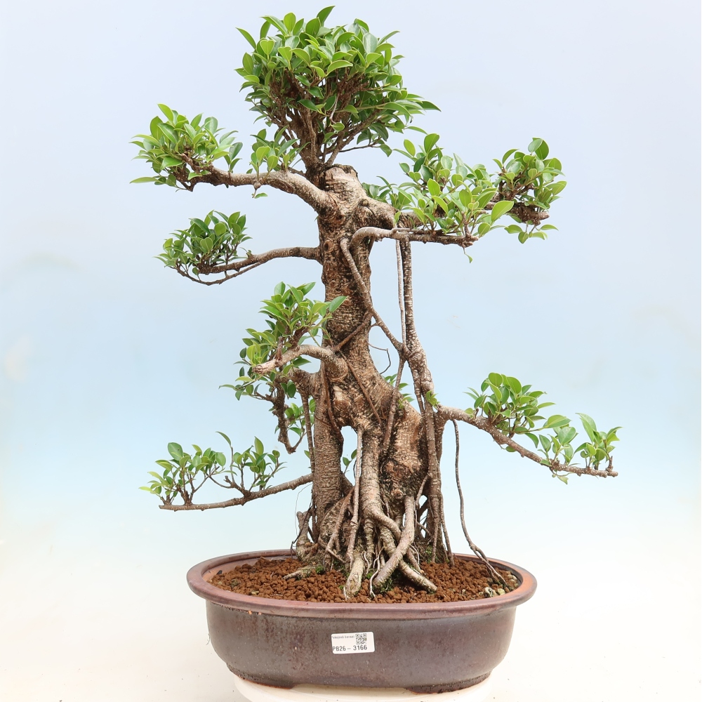 Pokój bonsai - Ficus kimmen - figowiec drobnolistny