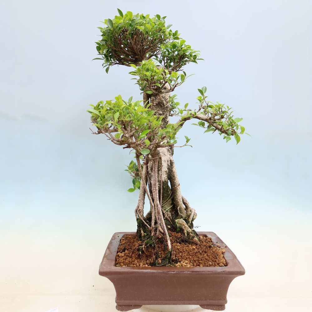 Pokój bonsai - Ficus kimmen - figowiec drobnolistny