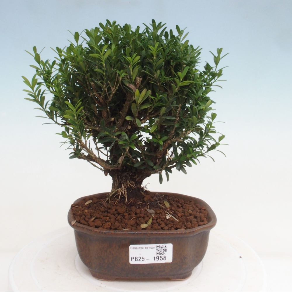 Bonsai pokojowe - Buxus harlandii - buxus korkowy