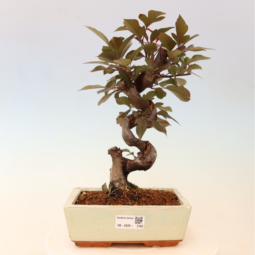 Outdoor bonsai - Malus domestica - Jabłoń czerwonolistna o małych owocach