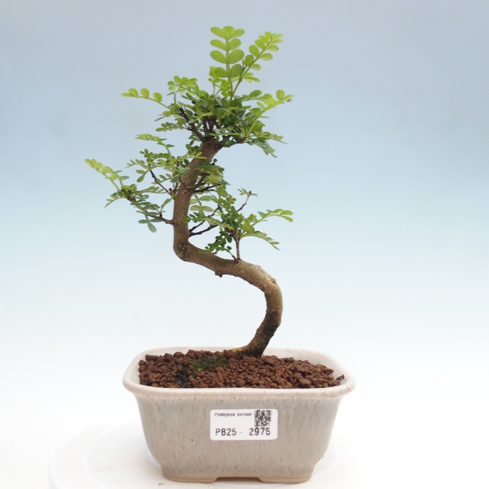 Bonsai do wnętrz - Zantoxylum piperitum - Mięta pieprzowa