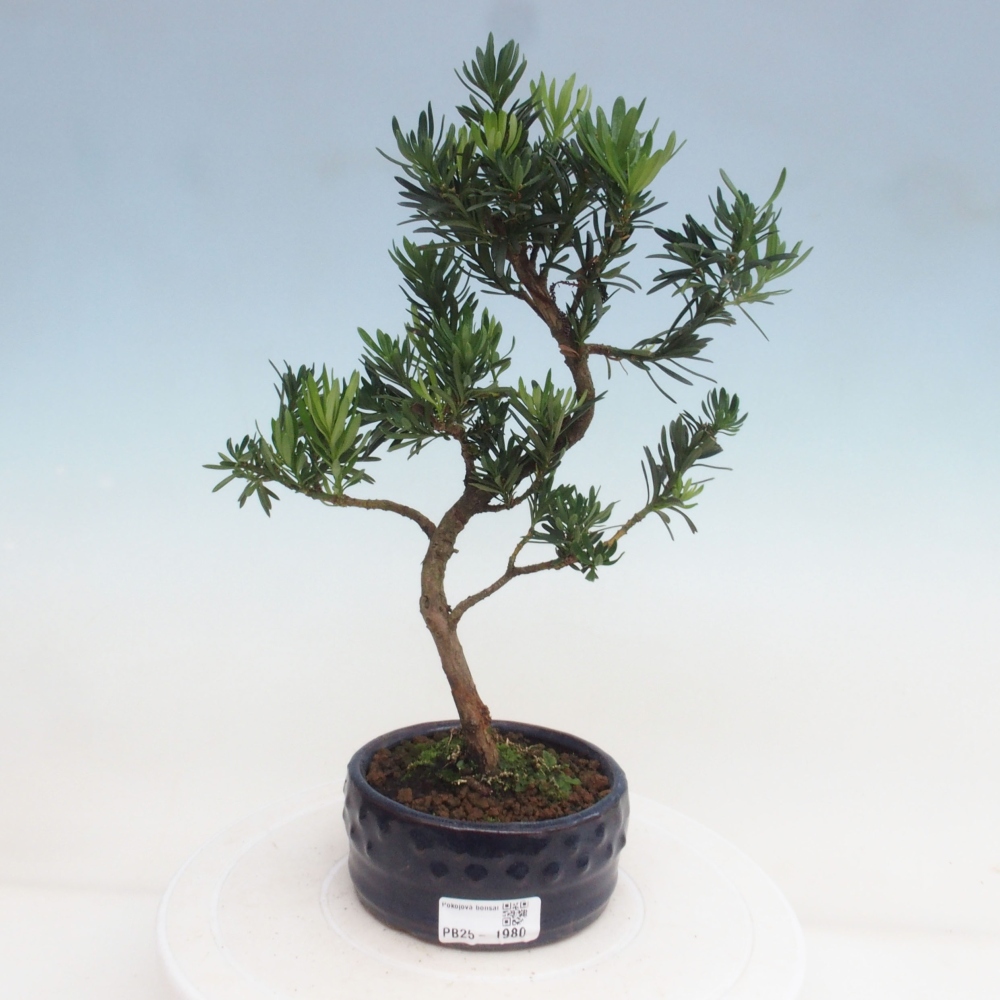 Kryty bonsai - Podocarpus - Kamień tys