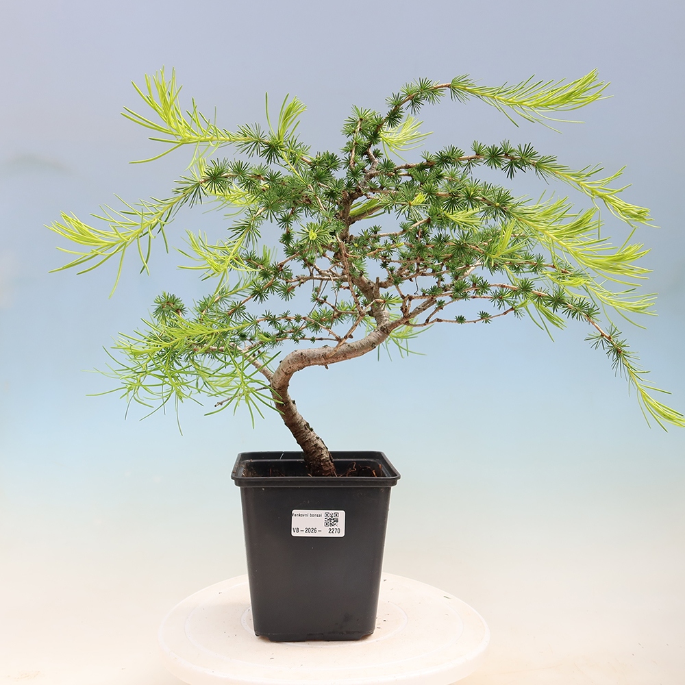 Bonsai zewnętrzne - Larix decidua - Modrzew