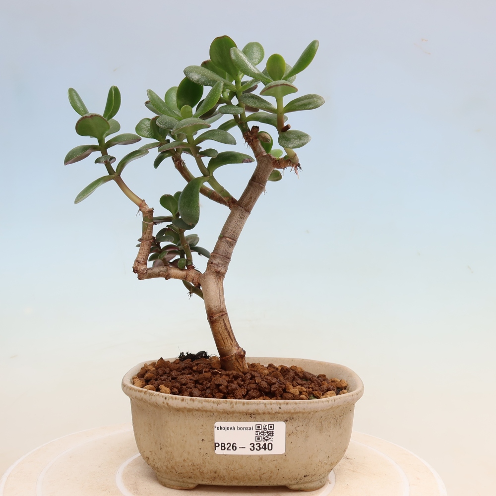 Bonsai pokojowe – Grubosz jajowaty – Crassula ovata
