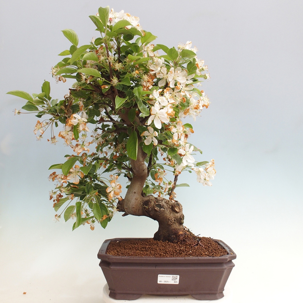 Bonsai plenerowe - Malus Halliana - Jabłoń drobnoowocowa