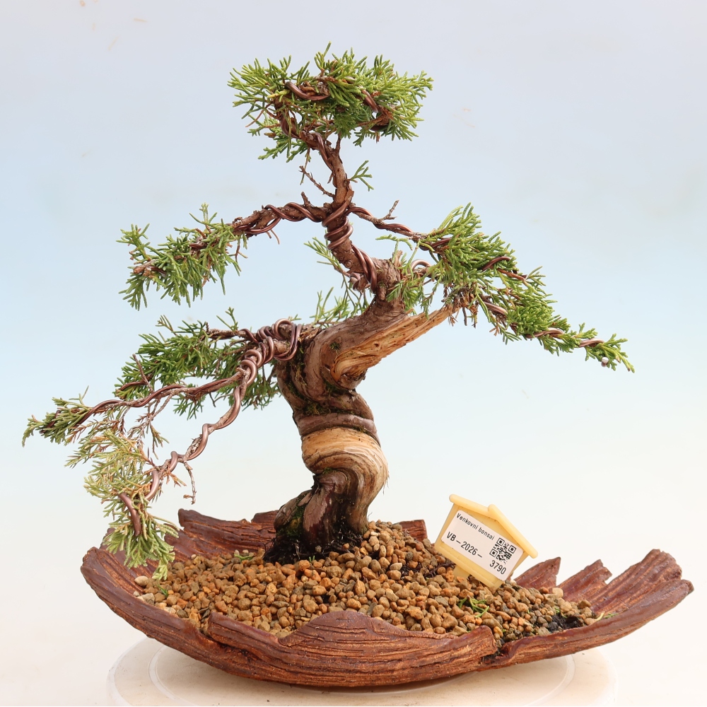 Bonsai ogrodowe – Juniperus chinensis Itoigawa – jałowiec chiński