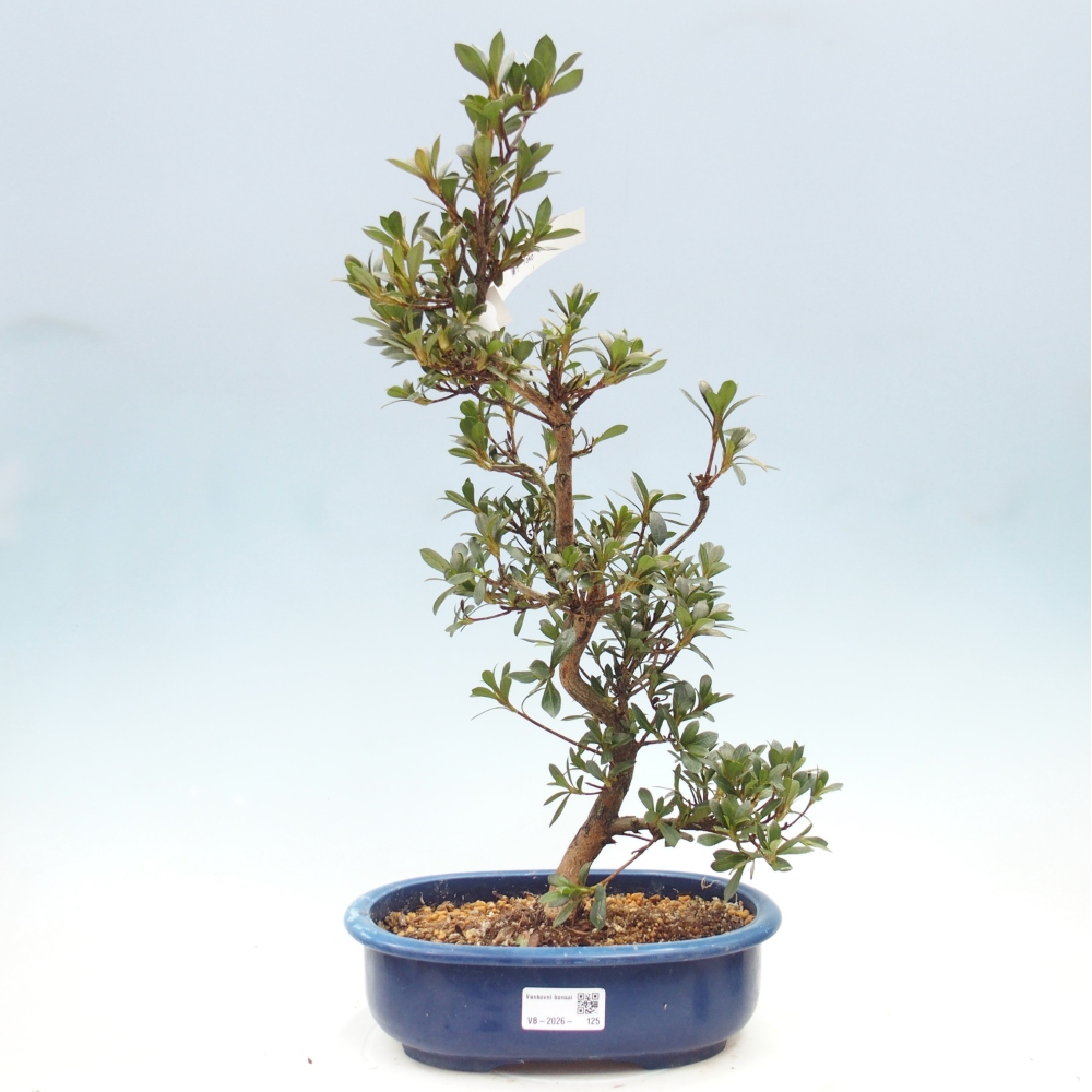 Outdoor bonsai - Azalia japońska - Azalia Yoko