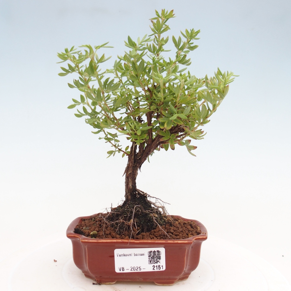 Outdoor bonsai-Pięciolistnik - Potentila fruticosa żółty Ptak
