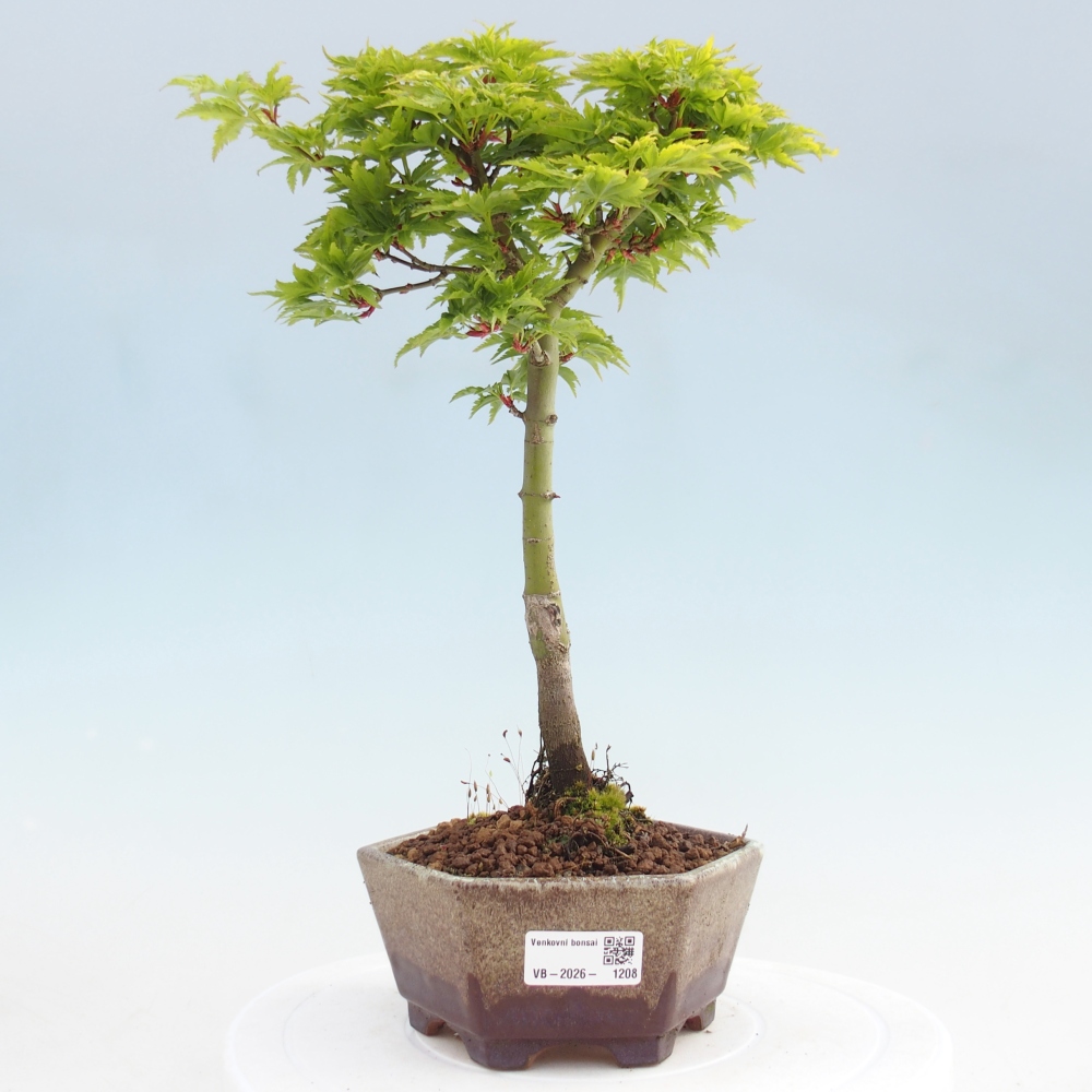 Outdoor bonsai - palma jaworowa Acer palmatum Shishigashira