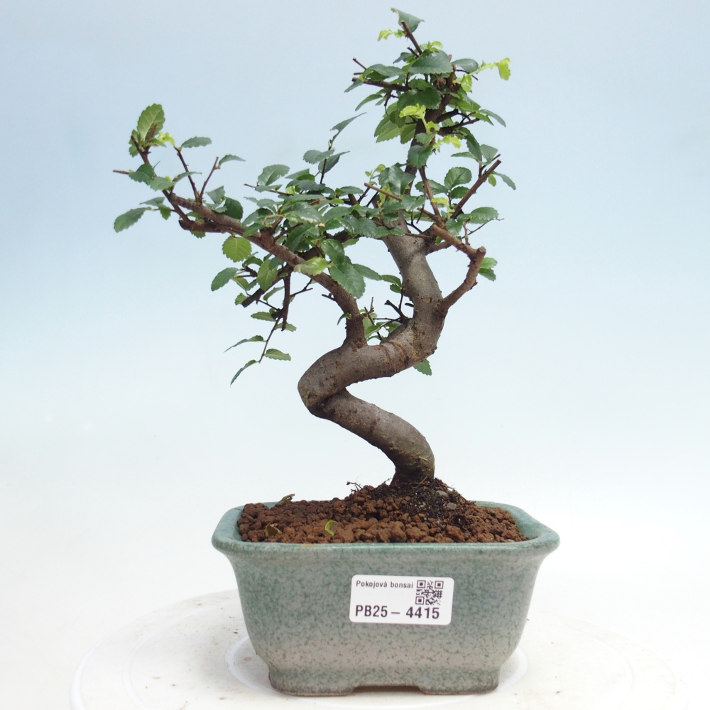 Pokój bonsai - Ulmus parvifolia - Wiąz drobnolistny