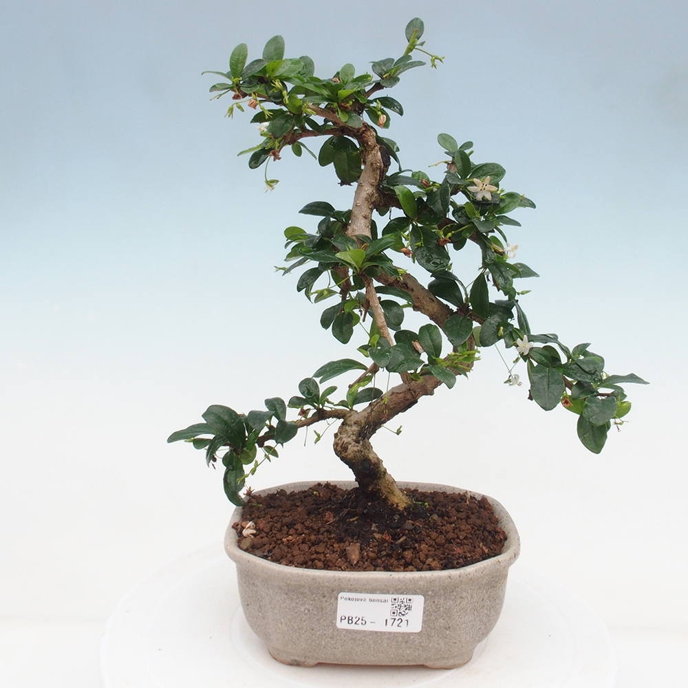 Bonsai wewnętrzne - Carmona makrophylla - Herbata Fuki