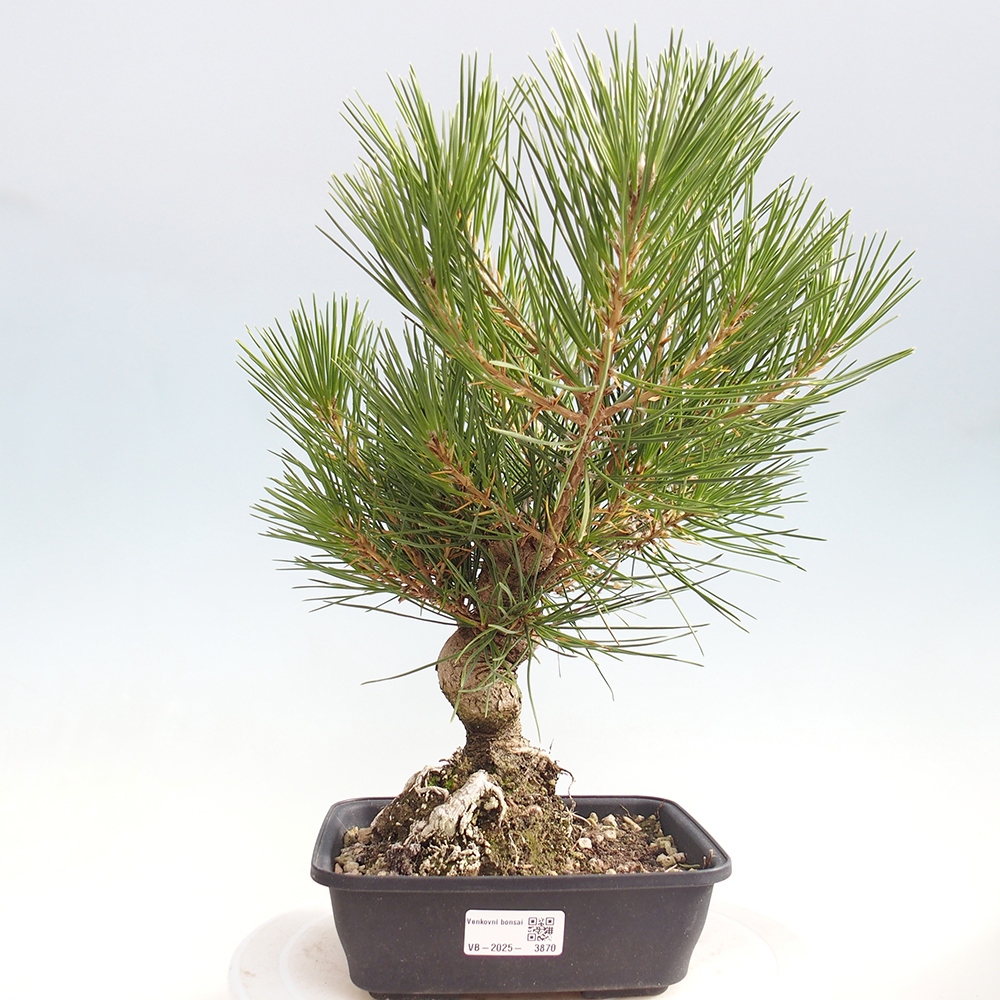 Outdoor bonsai - Pinus thunbergii - sosna Thunberga