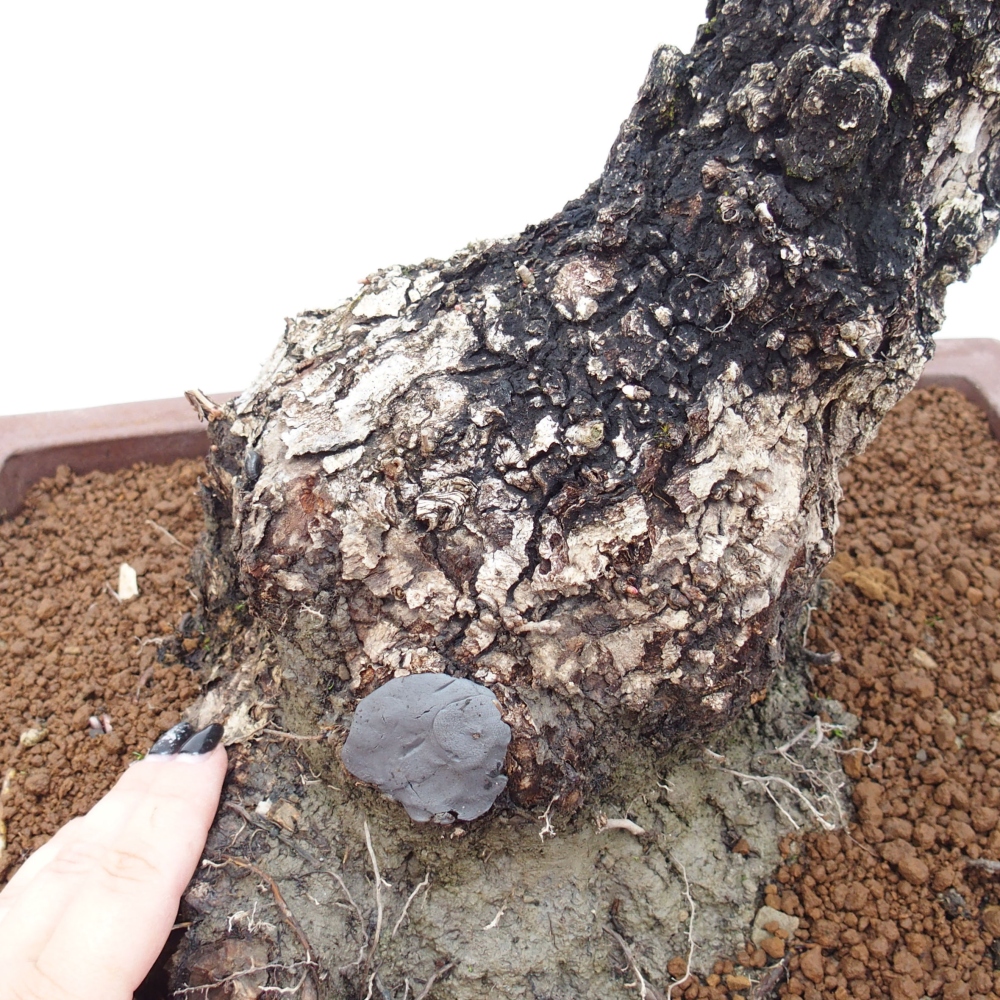 Yamadori - Quercus Ilex - Dąb ostrokrzewowy