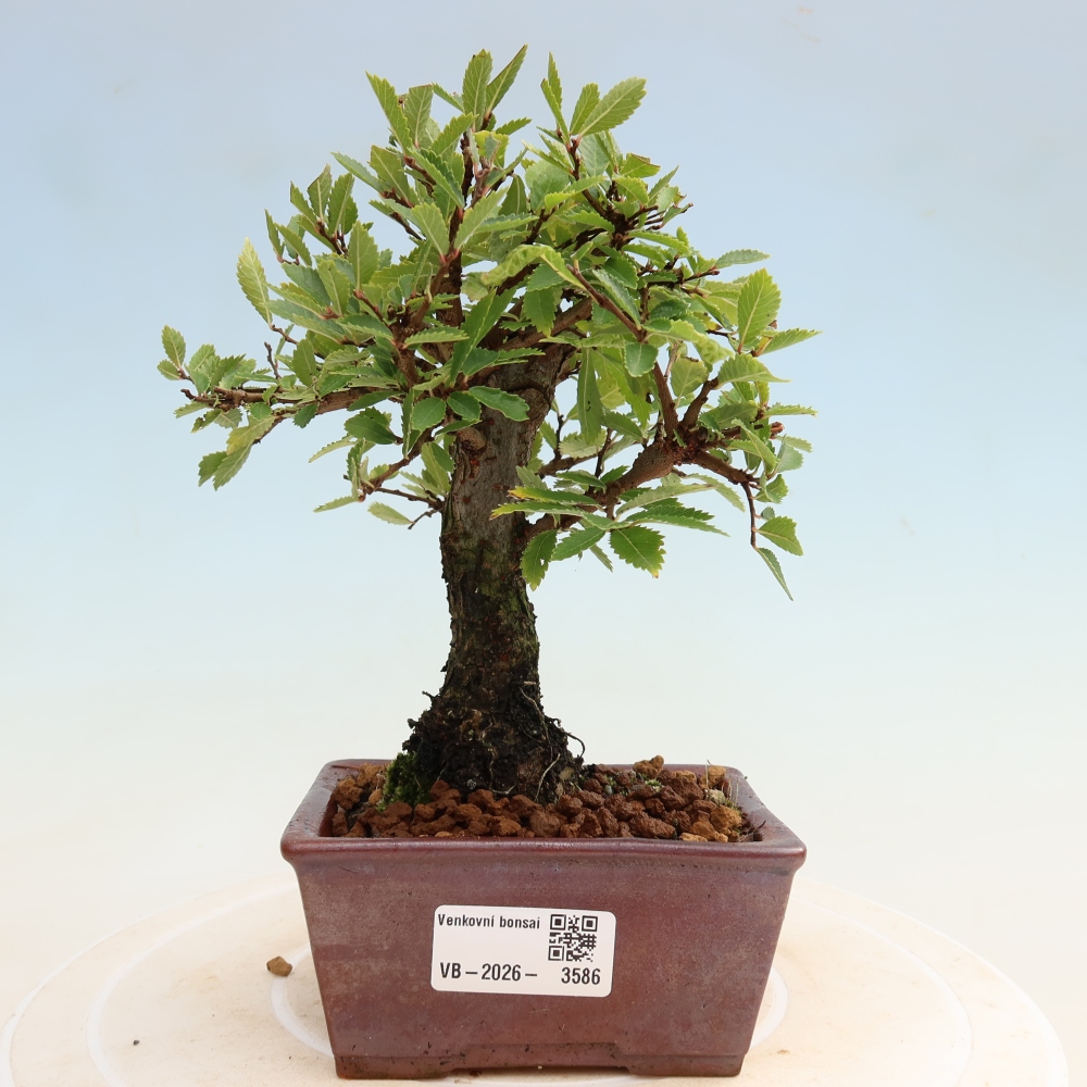 Bonsai zewnętrzne - Zelkova - Zelkova NIRE