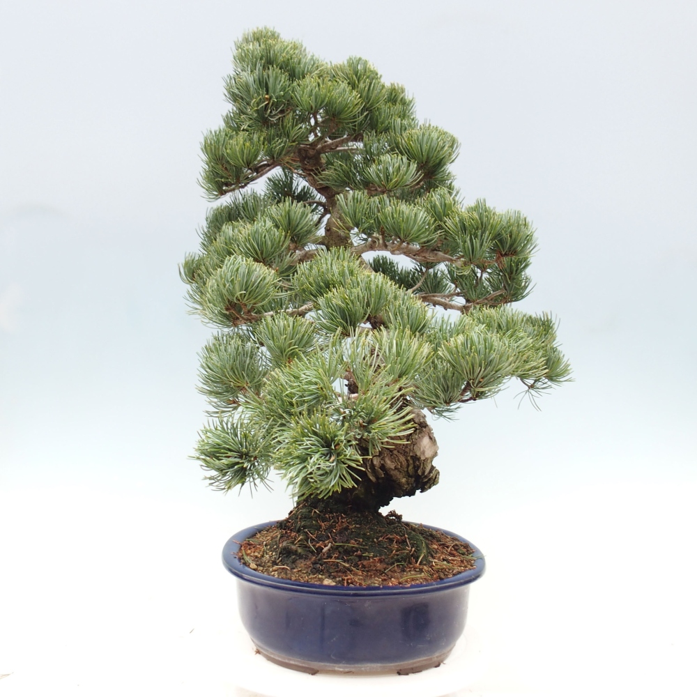 Outdoor bonsai - Pinus parviflora - Mała sosna